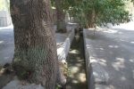 نجات باغات تاریخی کلاک از خشکیدگی